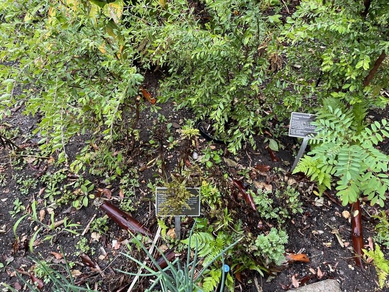 <i>Solidago canadensis</i> Marker. Click for full size. <i>Solidago canadensis</i> Marker image. Click for full size.