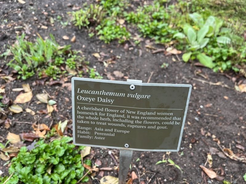 <i>Leucanthemum vulgare</i> Marker. Click for full size. <i>Leucanthemum vulgare</i> Marker image. Click for full size.