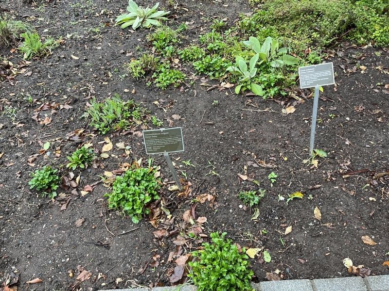 <i>Leucanthemum vulgare</i> Marker. Click for full size. <i>Leucanthemum vulgare</i> Marker image. Click for full size.