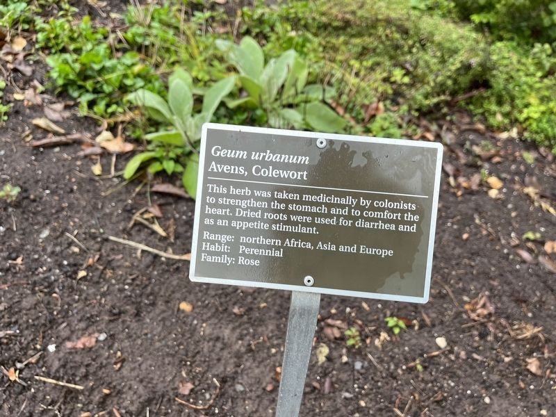 <i>Geum urbanum</i> Marker. Click for full size. <i>Geum urbanum</i> Marker image. Click for full size.