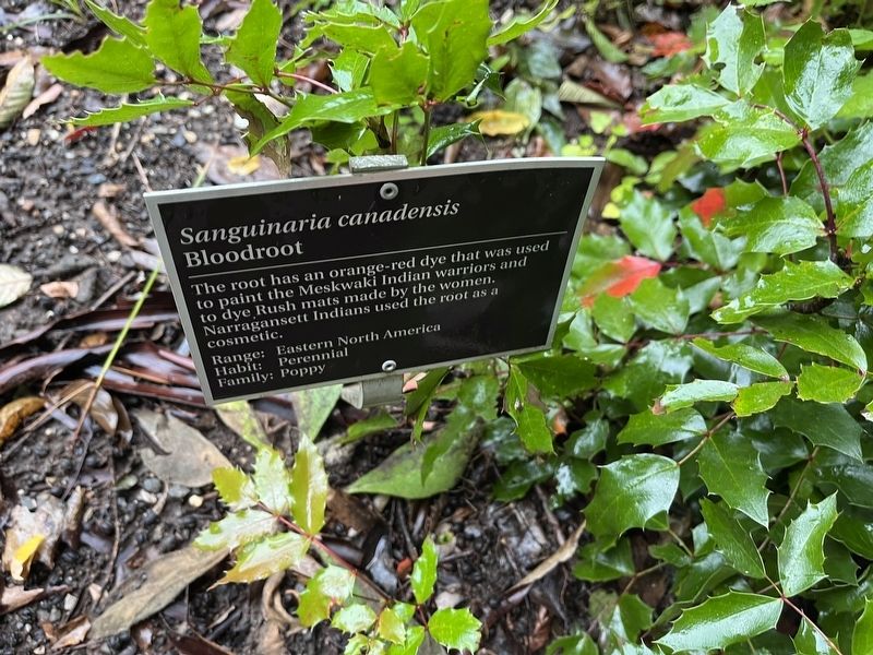 <i>Sanguinaria canadensis</i> Marker. Click for full size. <i>Sanguinaria canadensis</i> Marker image. Click for full size.