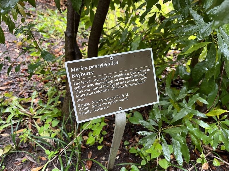 <i>Myrica pensylvanica</i> Marker image. Click for full size.