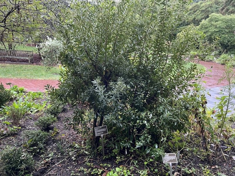<i>Myrica pensylvanica</i> Marker image. Click for full size.
