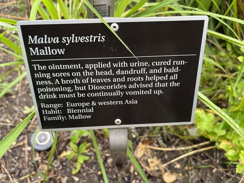 <i>Malva sylvestris</i> Marker image. Click for full size.