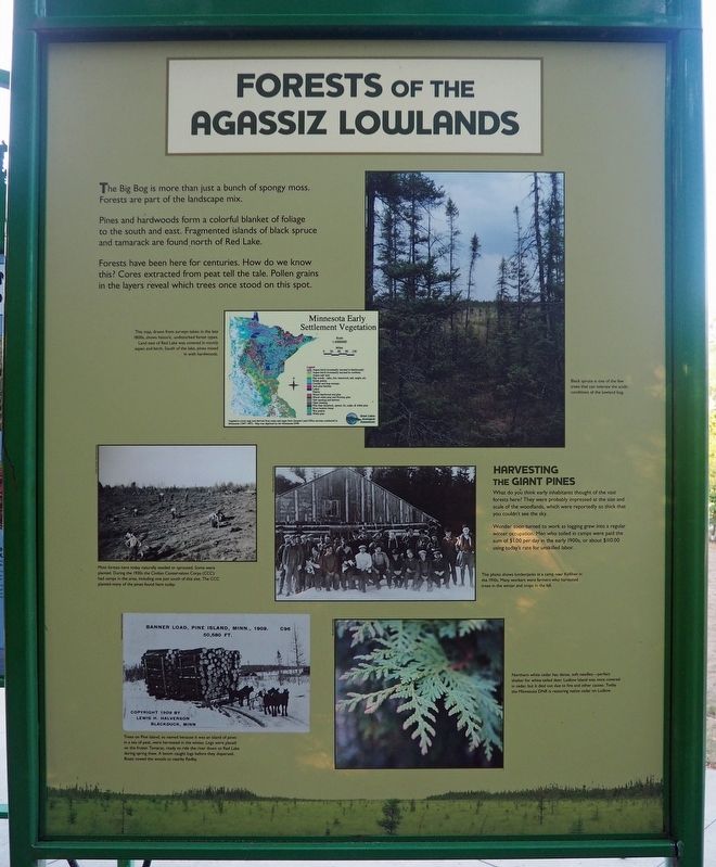 Forests of the Agassiz Lowlands marker (reverse) image. Click for full size.