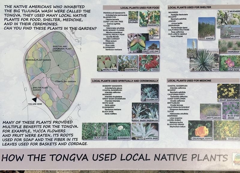How the Tongva Used Local Native Plants Marker image. Click for full size.