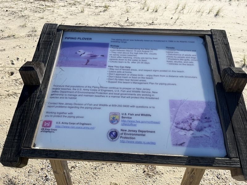 Piping Plover Marker. Click for full size. Piping Plover Marker image. Click for full size.