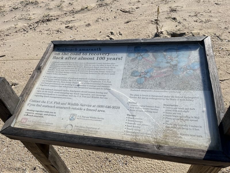 Seabeach amaranth on the road to recovery.... Back after almost 100 years! Marker. Click for full size. Seabeach amaranth on the road to recovery.... Back after almost 100 years! Marker image. Click for full size.