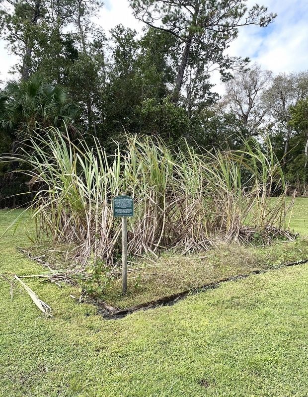 Florida Sugarcane Marker image. Click for full size.