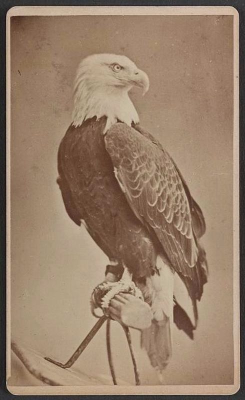 Old Abe. Click for full size. Old Abe image. Click for full size.