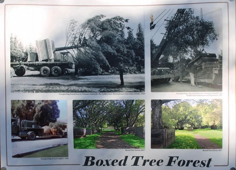 Boxed Tree Forest Marker. Click for full size. Boxed Tree Forest Marker image. Click for full size.