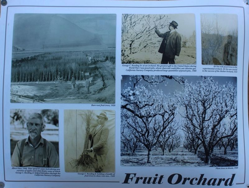 Fruit Orchard Marker image. Click for full size.