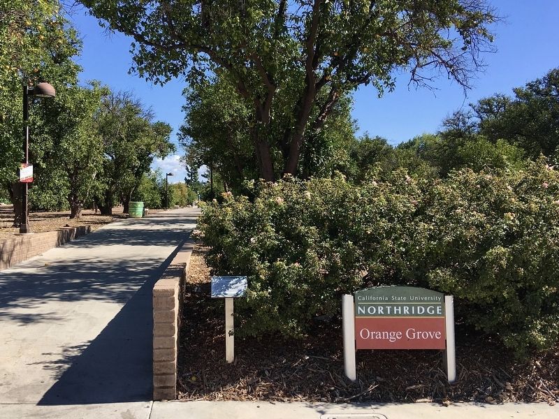 Orange Grove Marker image. Click for full size.