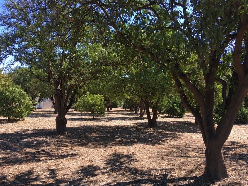 Orange Grove image. Click for full size.