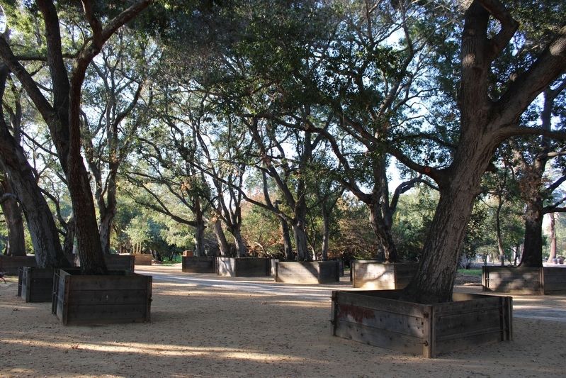 Boxed Tree Forest image. Click for full size.