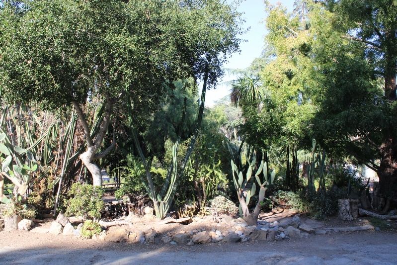 Garden of Cacti image. Click for full size.