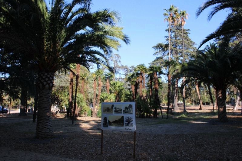 Palm Trees image. Click for full size.