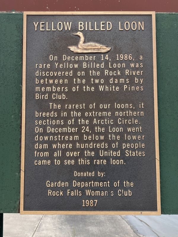 Yellow Billed Loon Marker image. Click for full size.