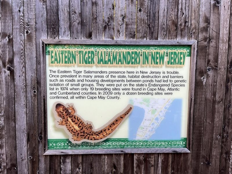 Eastern Tiger Salamanders in New Jersey Marker image. Click for full size.