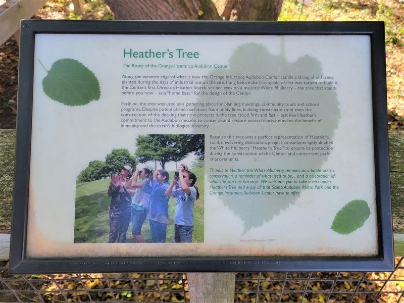 Heathers Tree Interpretive Panel image. Click for full size.