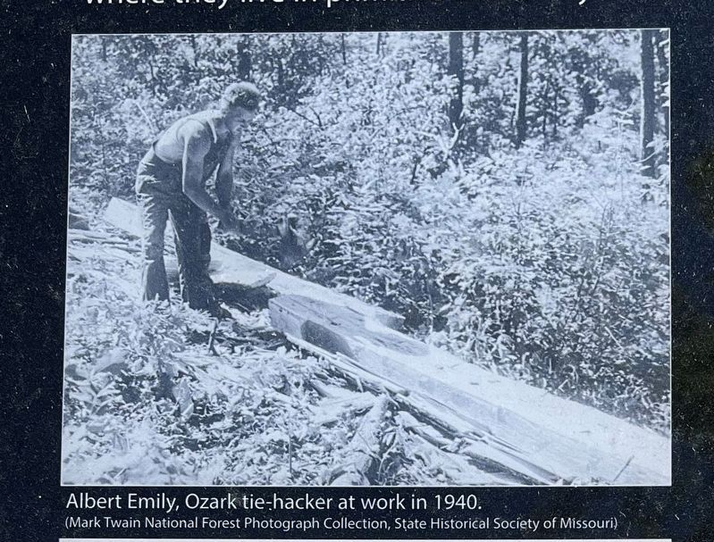 Albert Emily, Ozark tie-hacker at work in 1940 image. Click for full size.