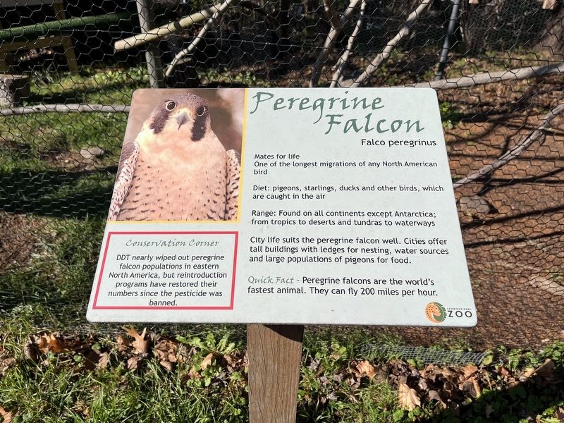 Peregrine Falcon Marker image. Click for full size.