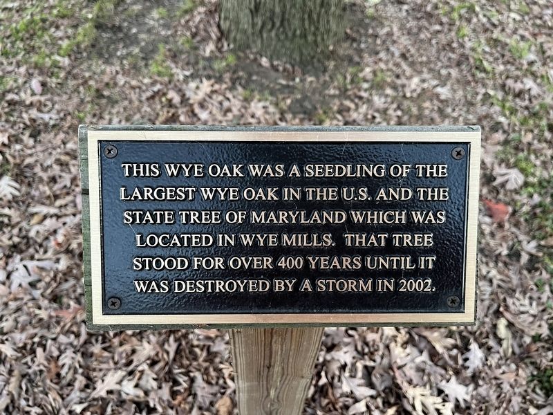 This Wye Oak Marker image. Click for full size.