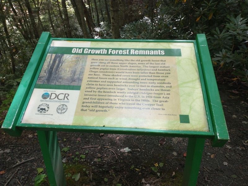 Old Growth Forest Remnants Marker. Click for full size. Old Growth Forest Remnants Marker image. Click for full size.
