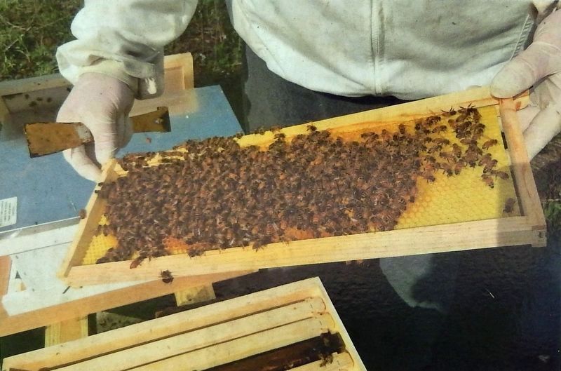 Marker detail: Beehive Frame image. Click for full size.