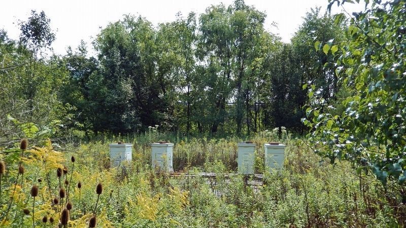 UPMC Apiary image. Click for full size.