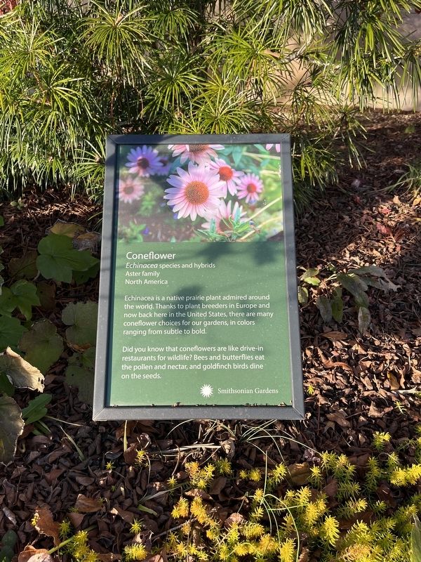 Coneflower Marker. Click for full size. Coneflower Marker image. Click for full size.