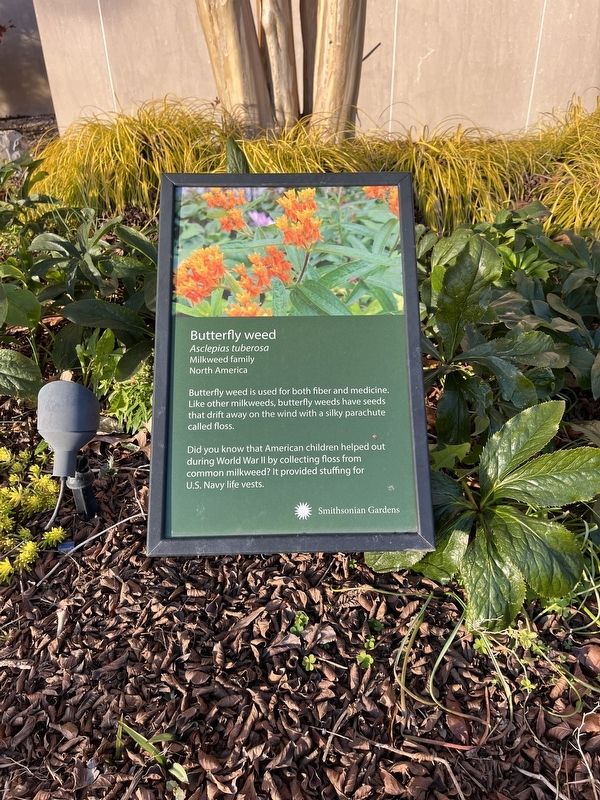 Butterfly weed Marker. Click for full size. Butterfly weed Marker image. Click for full size.