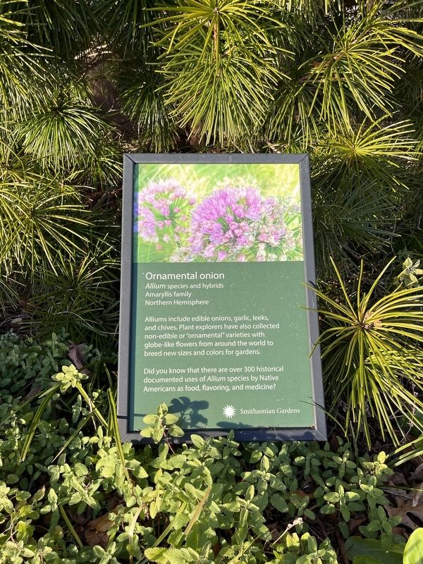 Ornamental onion Marker. Click for full size. Ornamental onion Marker image. Click for full size.
