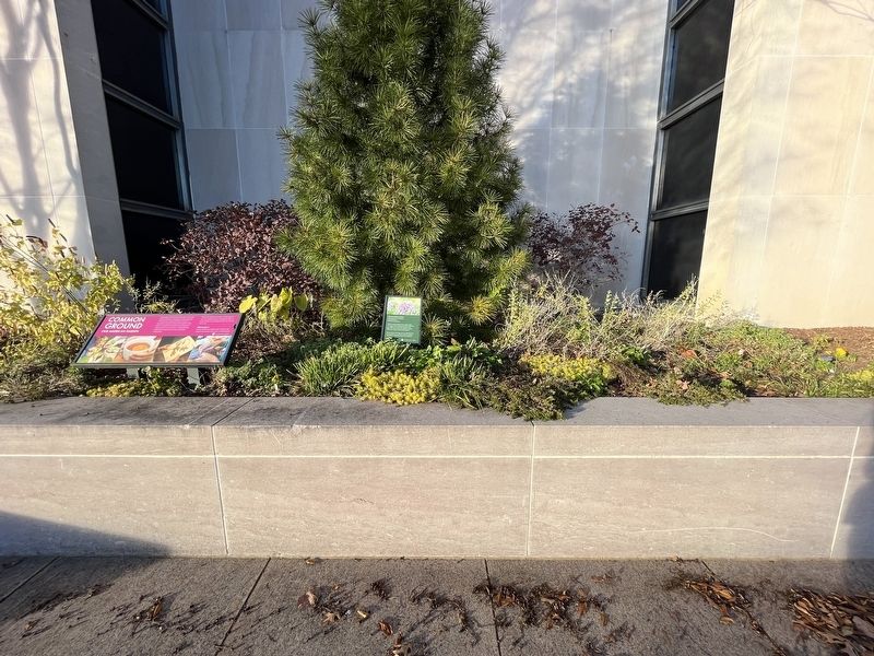 Ornamental onion Marker. Click for full size. Ornamental onion Marker image. Click for full size.