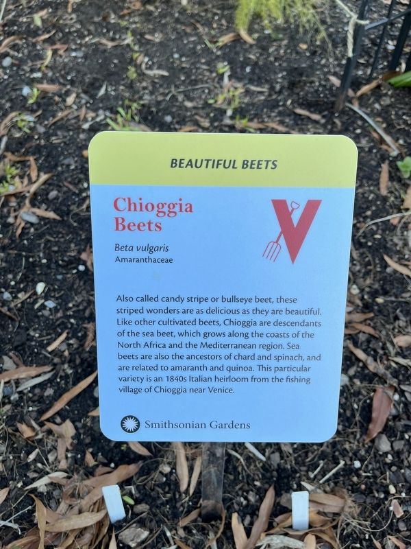 Chioggia Beets Marker. Click for full size. Chioggia Beets Marker image. Click for full size.