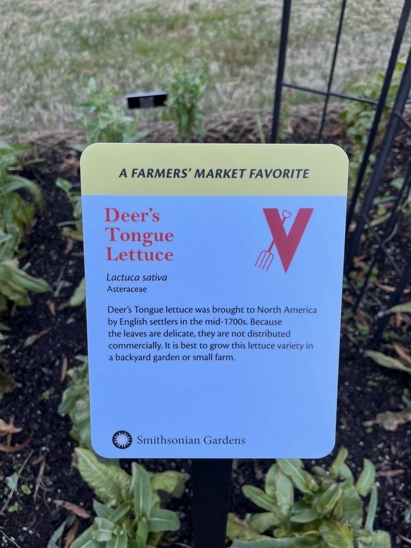 Deer's Tongue Lettuce Marker image. Click for full size.