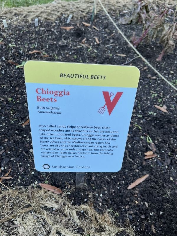 Chiogga Beets Marker image. Click for full size.