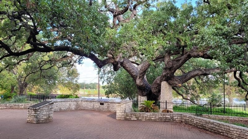 A view of the Founder's Oak and Marker. Click for full size. A view of the Founder's Oak and Marker image. Click for full size.