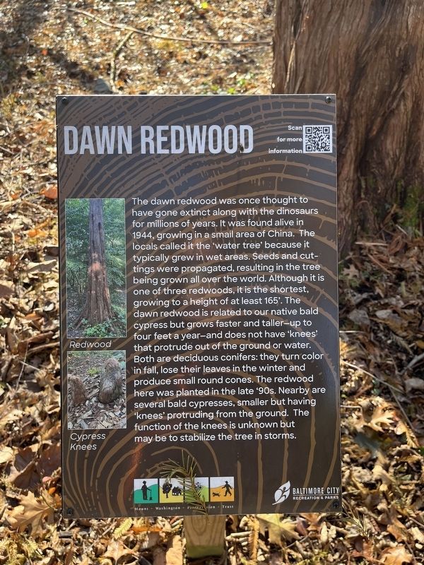 Dawn Redwood Marker image. Click for full size.
