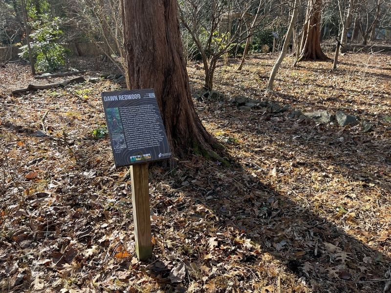Dawn Redwood Marker image. Click for full size.
