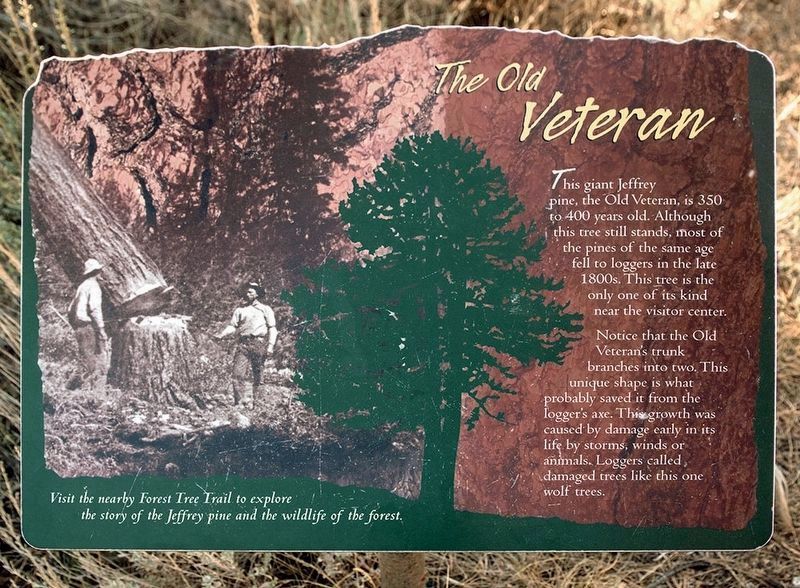 The Old Veteran Placard image. Click for full size.