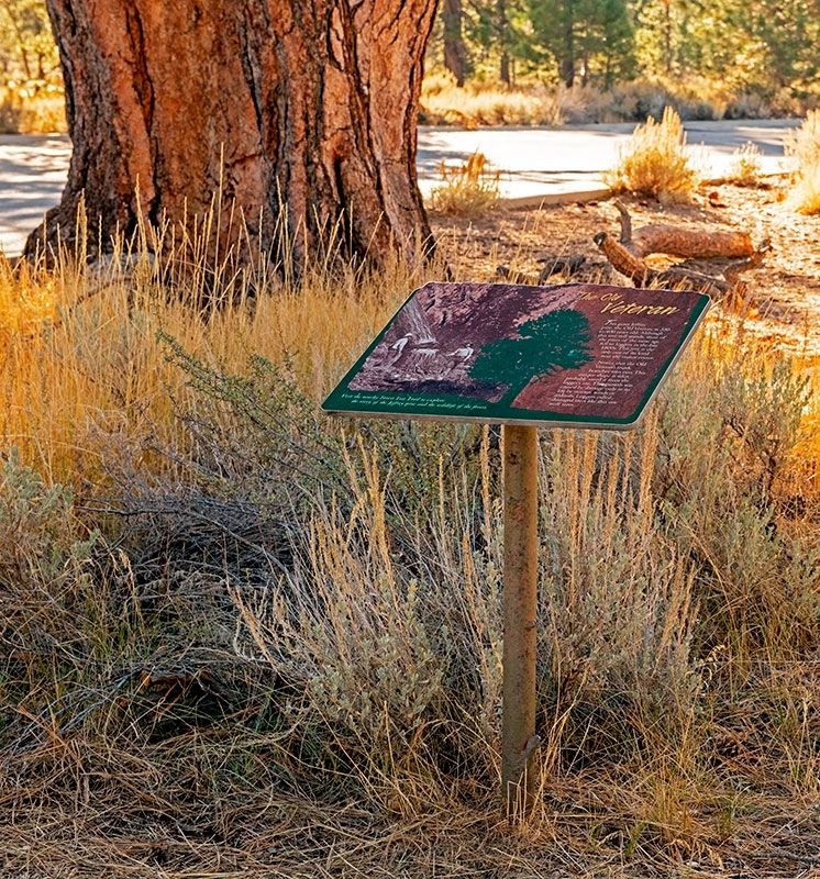 The Old Veteran Placard. Click for full size. The Old Veteran Placard image. Click for full size.