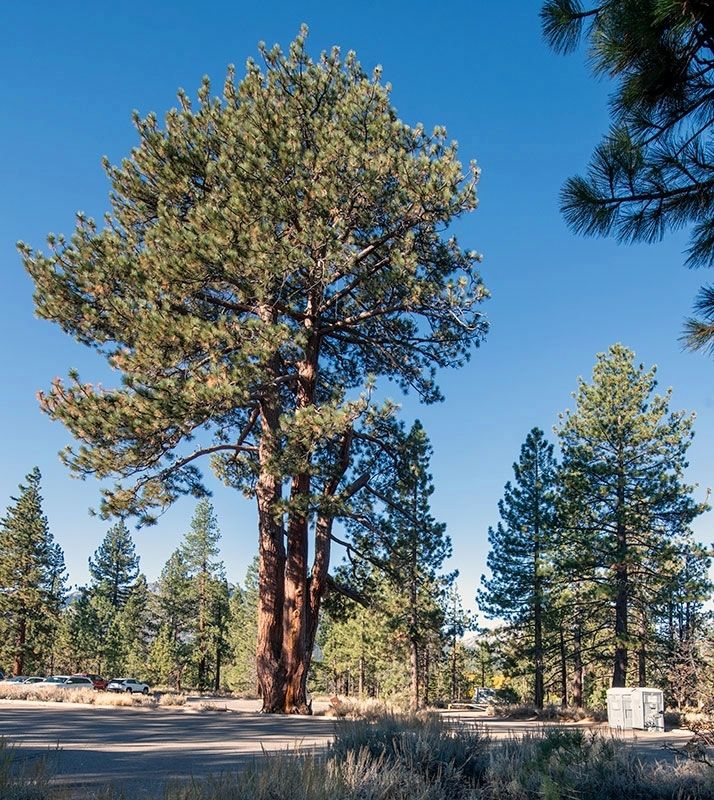 The Old Veteran Jeffrey Pine. Click for full size. The Old Veteran Jeffrey Pine image. Click for full size.
