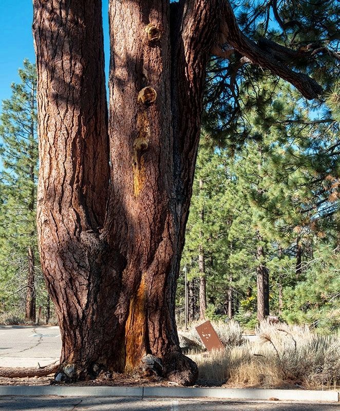 The Old Veteran Jeffrey Pine image. Click for full size.