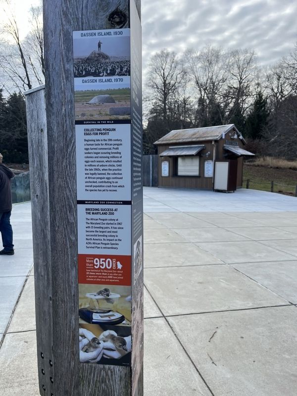 Because penguins are birds, they must breed on land. Marker [side] image. Click for full size.