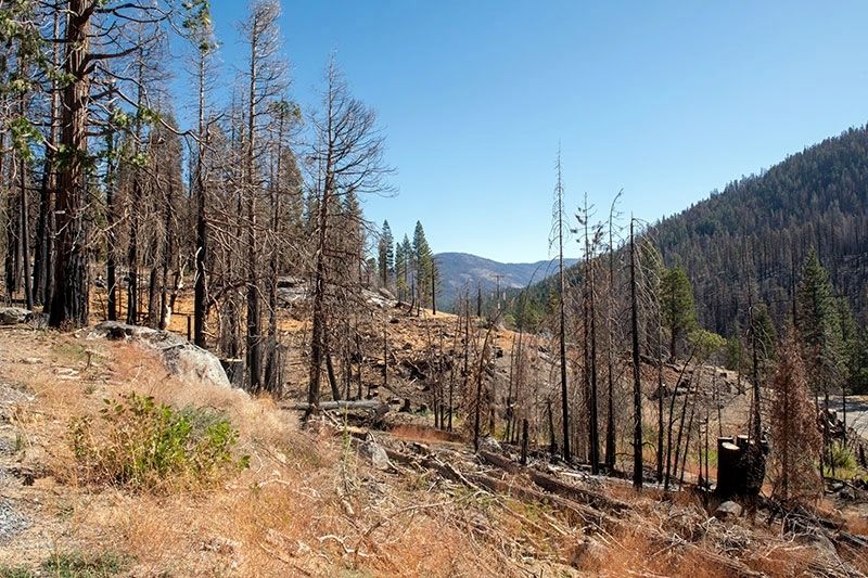 Trees Burned by Caldor Fire at the Marker image. Click for full size.