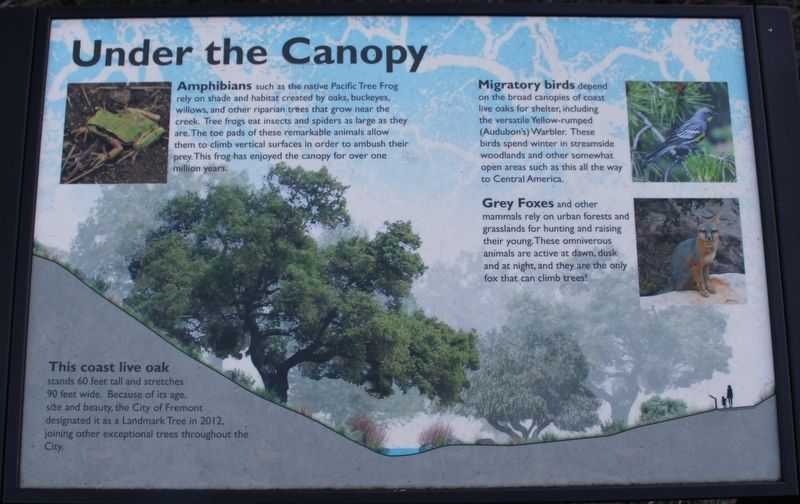 Under the Canopy Marker. Click for full size. Under the Canopy Marker image. Click for full size.