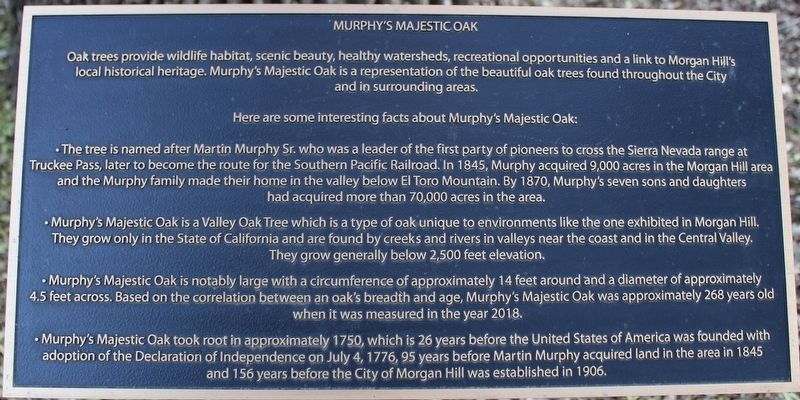 Murphy's Majestic Oak Marker image. Click for full size.