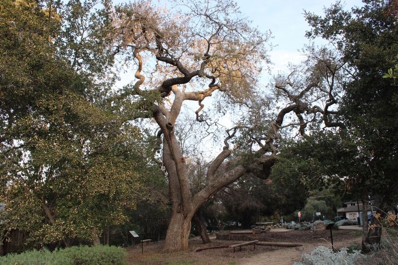 Murphy's Majestic Oak image. Click for full size.