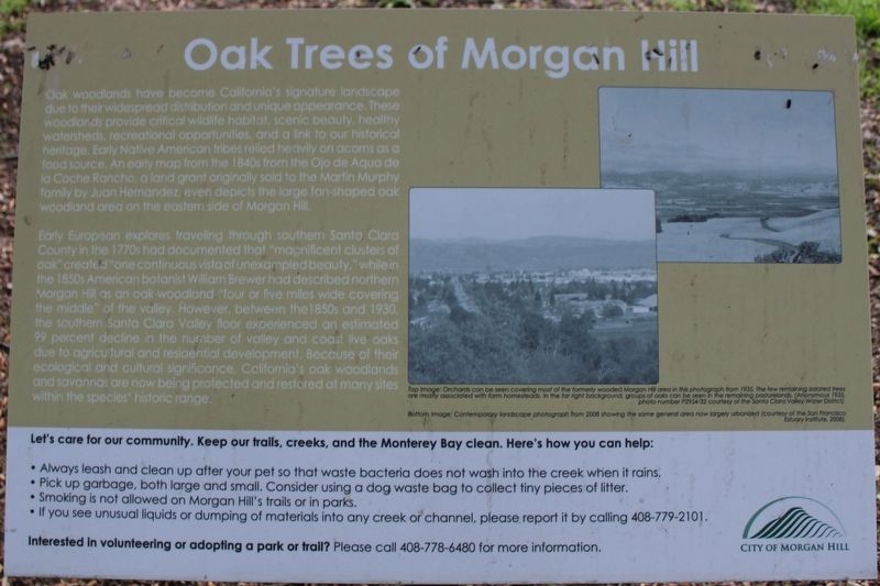 Oak Trees of Morgan Hill Marker image. Click for full size.